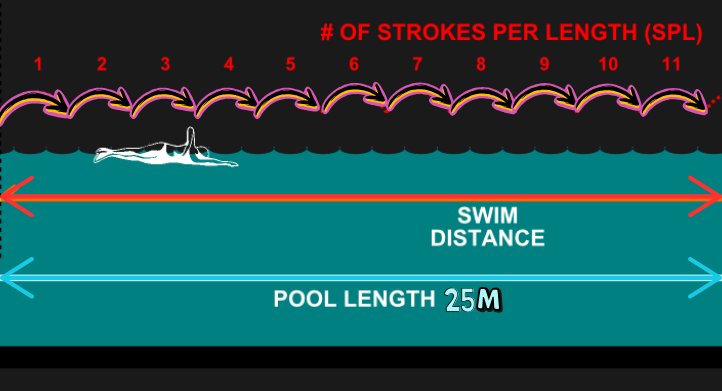 How to optimize stroke count in 25 meters?