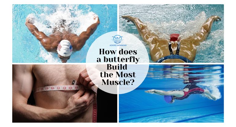 How does a butterfly build the Most Muscle?