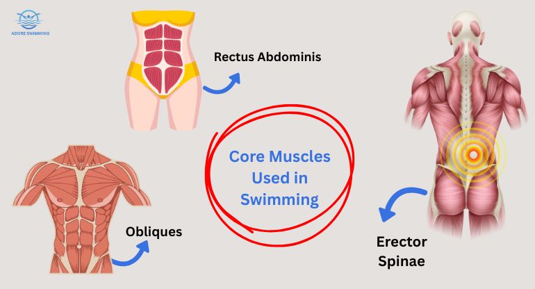 Core Muscles Used in Swimming