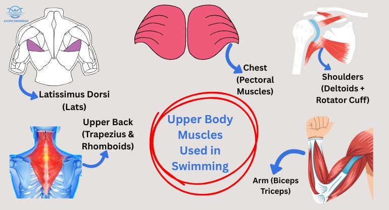 Upper Body Muscles Used in Swimming