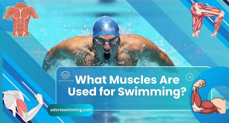 What Muscles Are Used for Swimming